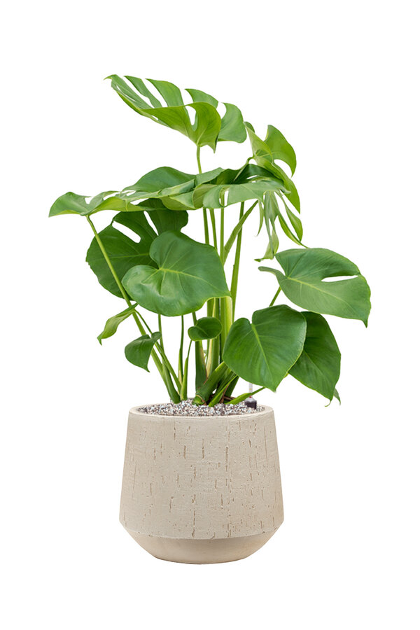 Monstera in Darcy Beige