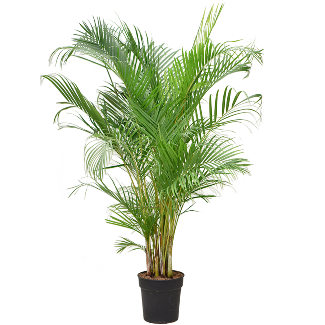 Goudpalm Areca XL