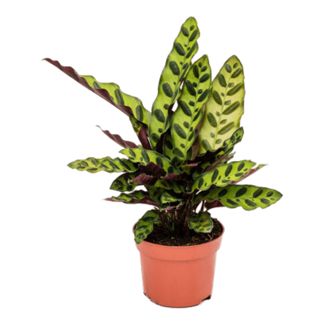 Calathea Insignis