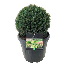 Taxus - Sale