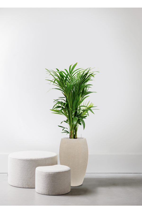 Kentia Palm in Emperor Beige