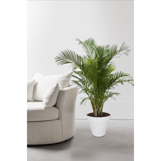 Goudpalm Areca In Urban L (Wheels)