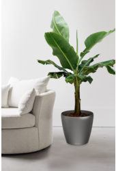Bananenplant Kingsize in Lechuza Classico