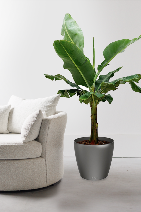 Bananenplant Kingsize in Lechuza Classico