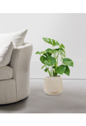 Monstera in Darcy Beige