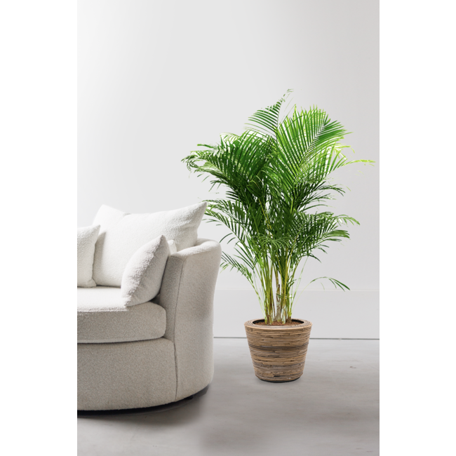 Goudpalm Areca in Rotan Pot