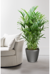 Kentiapalm in Zelfwatergevende Classico