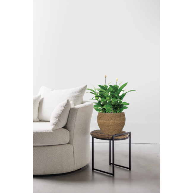 Spathiphyllum in Bohemian Abby Straw Grass