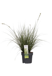 Zegge Variegata