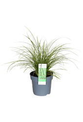 Zegge Variegata