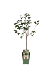 Kersenboom Morellenfeuer