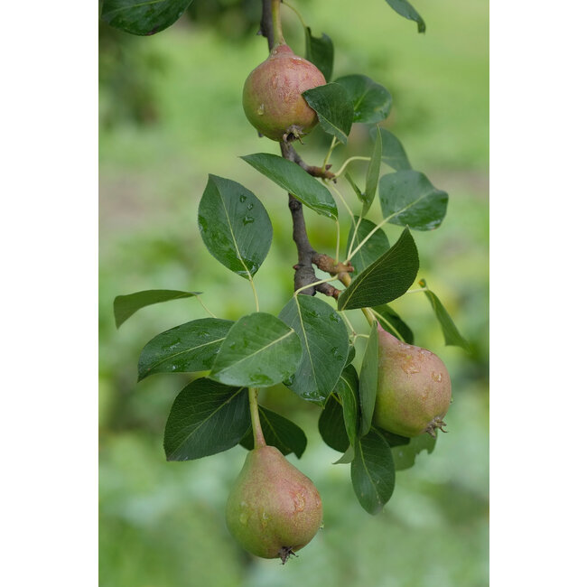 Perenboom Bonne Louise DAvranches