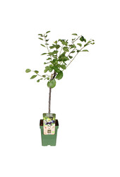 Pruimenboom Hauszwetsche