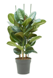 Ficus Robusta