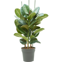 Ficus Robusta