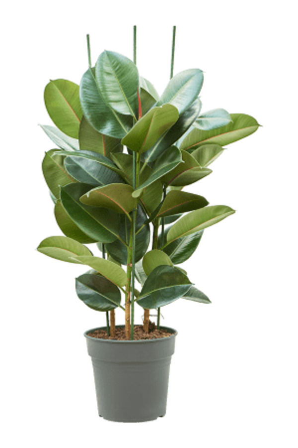 Ficus Robusta