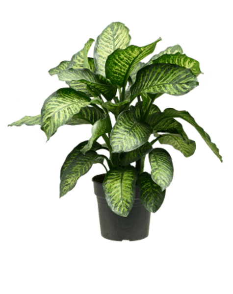 Dieffenbachia