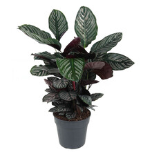Calathea Ornata