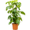 Schefflera Amate