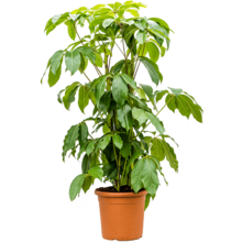 Schefflera