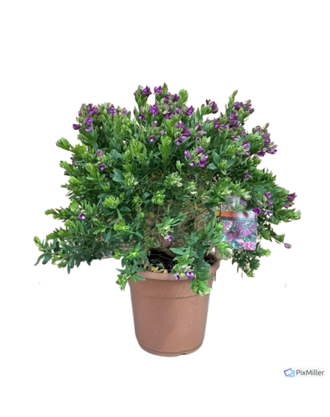 Polygala - Fleurdirect