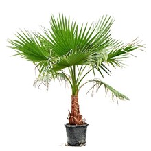 Washingtonia