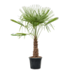 Trachycarpus fortunei XL