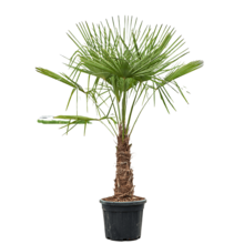 Trachycarpus