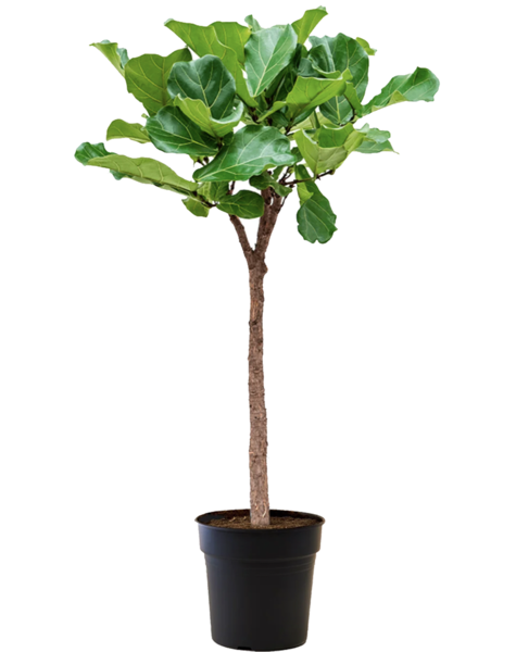 Ficus Lyrata