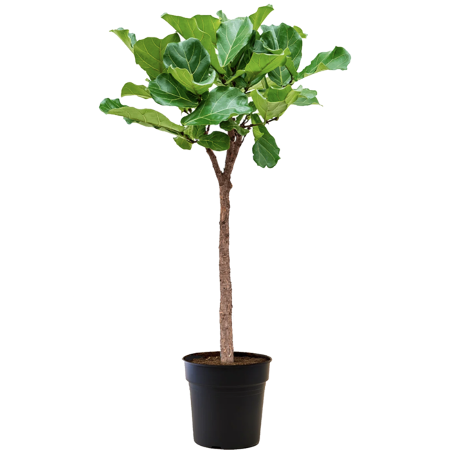 Ficus Lyrata op stam