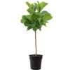 Ficus Lyrata op stam