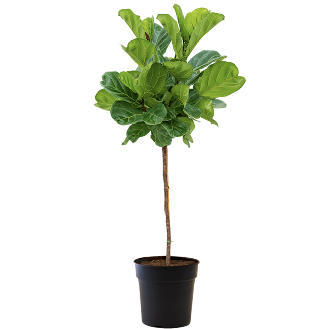 Ficus Lyrata op stam