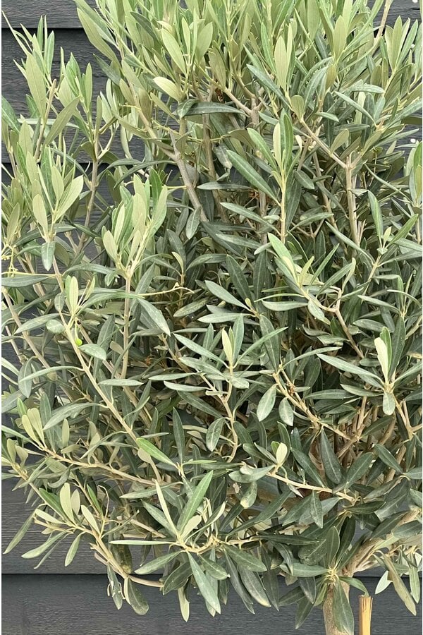 Olijfboom dikke stam