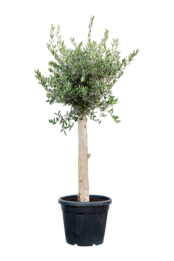 Olijfboom dikke stam