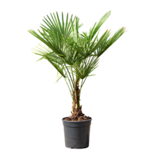 Trachycarpus