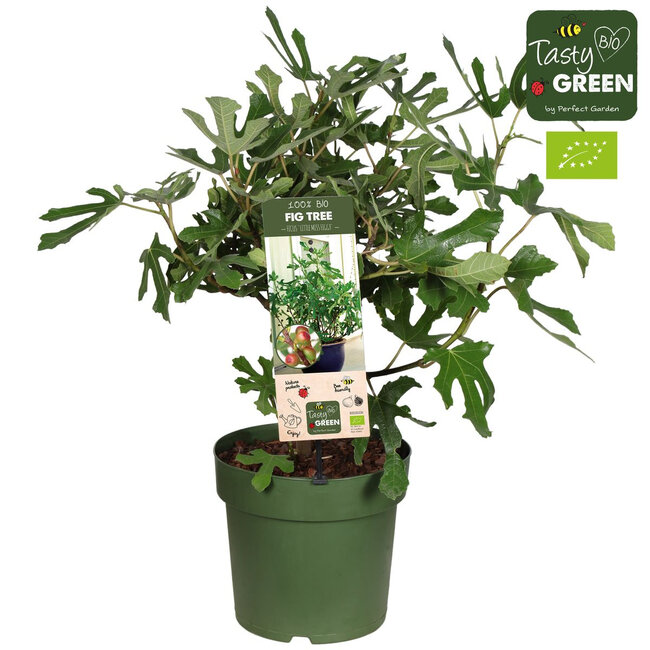 Ficus Carica Vijgenboom  M