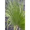 Washingtonia XL