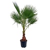 Washingtonia XL