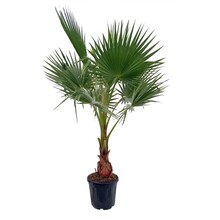 Washingtonia