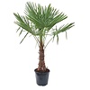 Trachycarpus waaierpalm XL