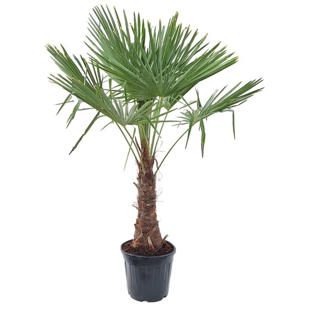 Trachycarpus waaierpalm XL