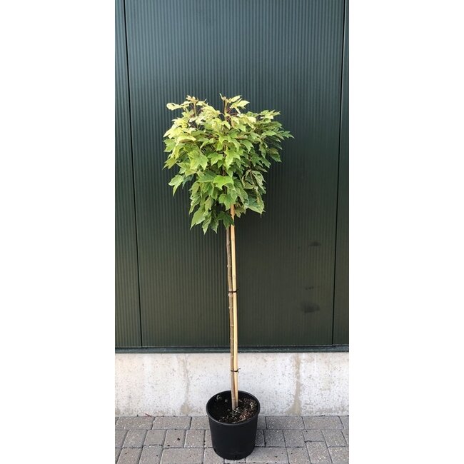 Esdoorn Acer Brilliantissimum C10 120cm stam