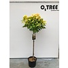 Esdoorn Acer Brilliantissimum C10 120cm stam