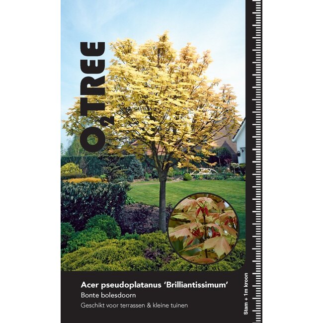 Esdoorn Acer Brilliantissimum C10 120cm stam