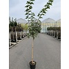 Esdoorn Acer platanoides Drummondii C10 110cm stam