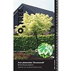 Esdoorn Acer platanoides Drummondii C10 110cm stam