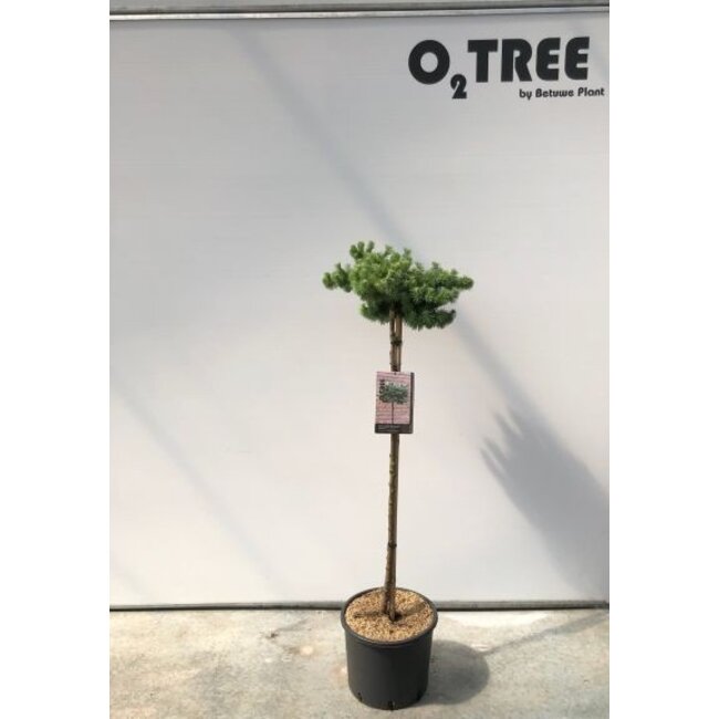 Larix Blue Dwarf C10 80cm stam