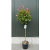 Glansmispel Photinia Red Robin C15 100cm stam