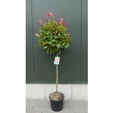 Photinia