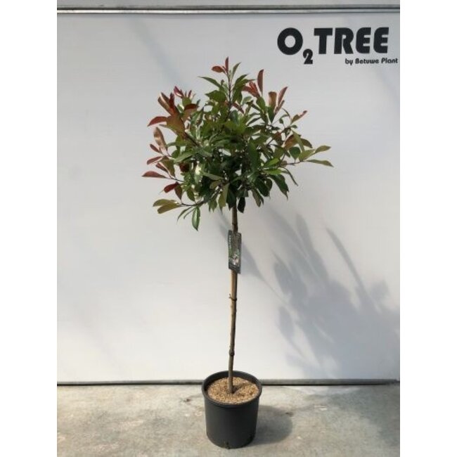 Glansmispel Photinia Red Robin C15 100cm stam